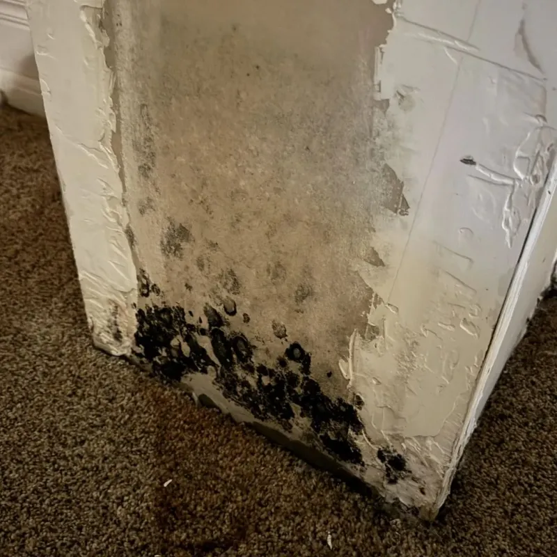 Professional Mold Removal in Richardson County, NE